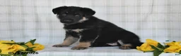 German Shepherd dogs for sale: Nicole - Ad 5