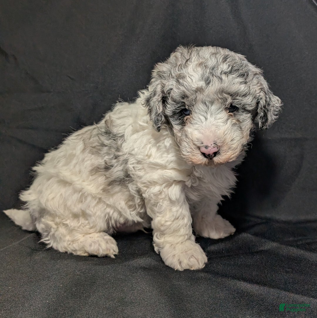 Mixed Breed dogs for sale: Lonnie  - Ad 4