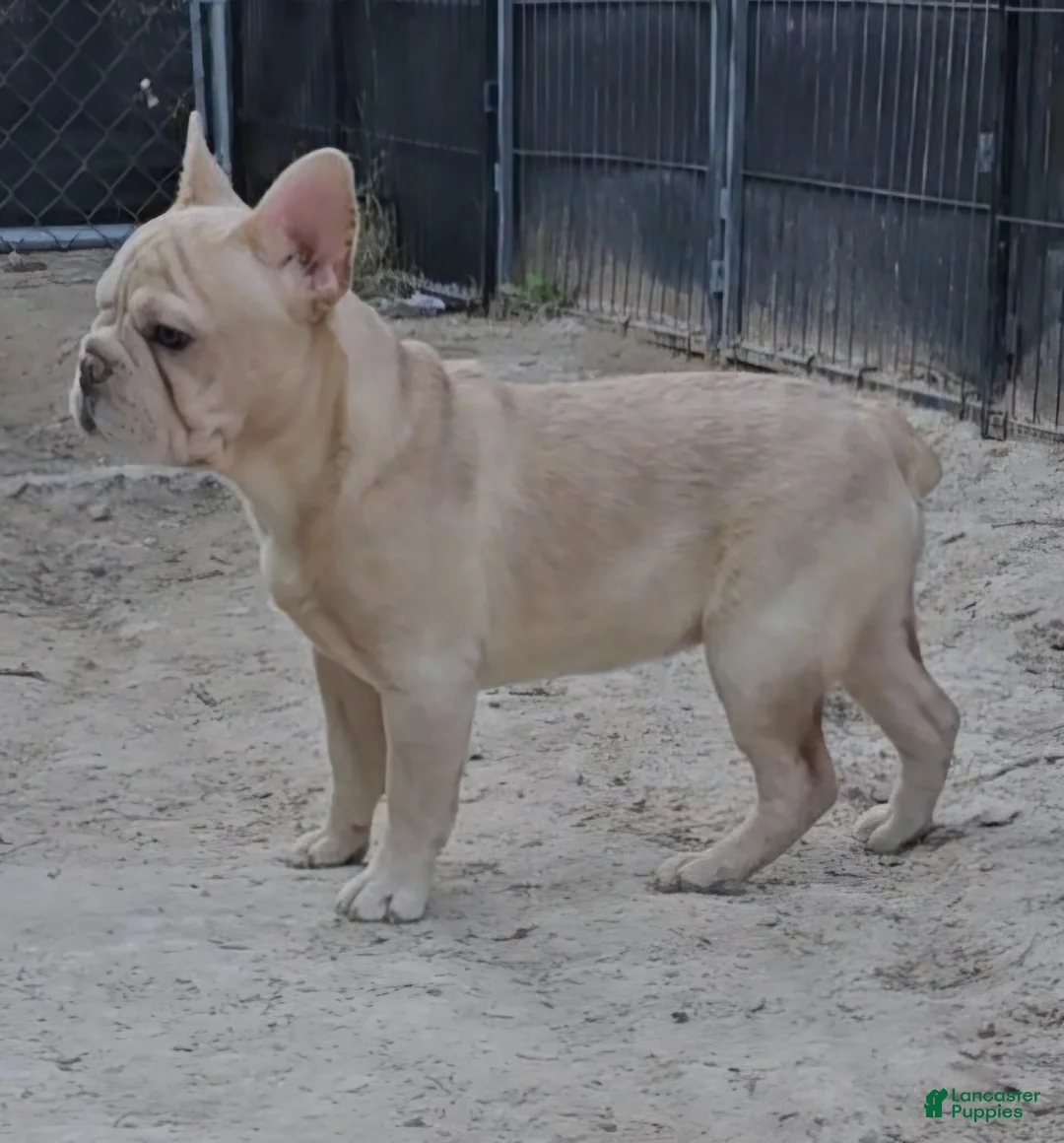 French Bulldog dogs for sale: French Bulldog Puppy 2 - Ad 3