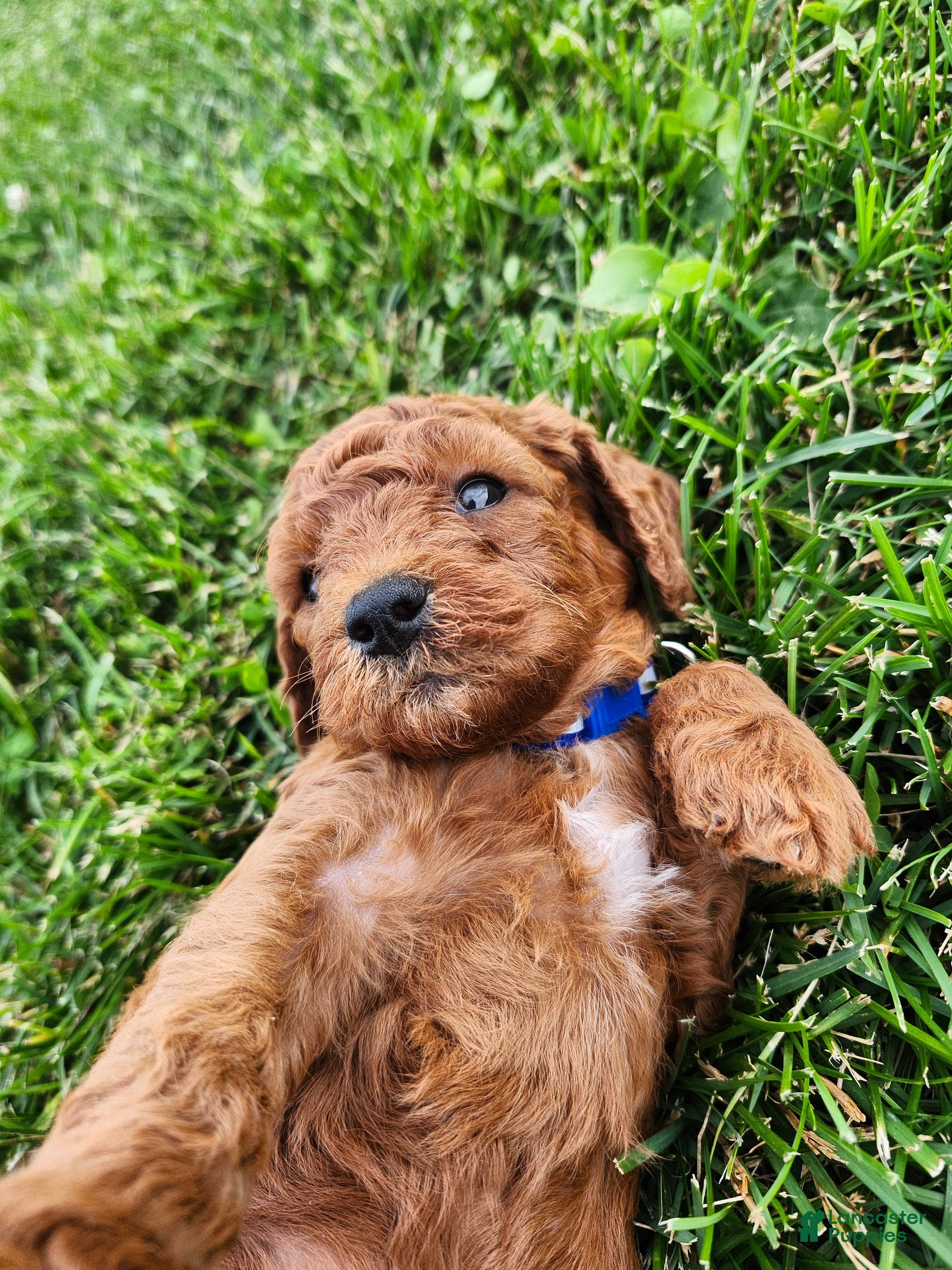 Cavapoo dogs Finley  - Ad 2