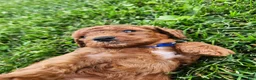 Cavapoo dogs for sale: Finley  - Ad 2