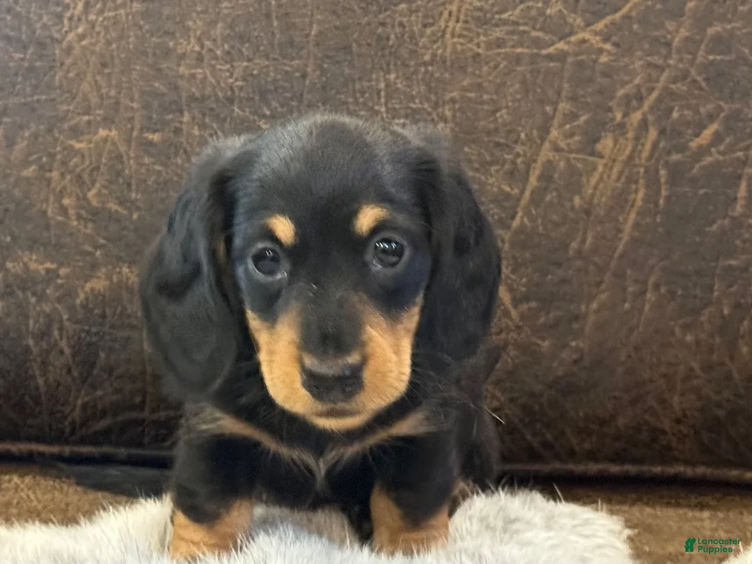 Miniature Dachshund dogs for sale: Mercy - Ad 3