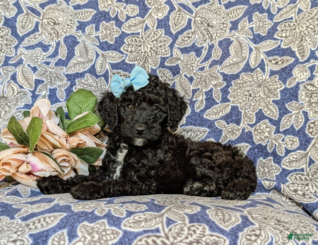 Miniature Poodle dogs for sale: Mable - Ad 7