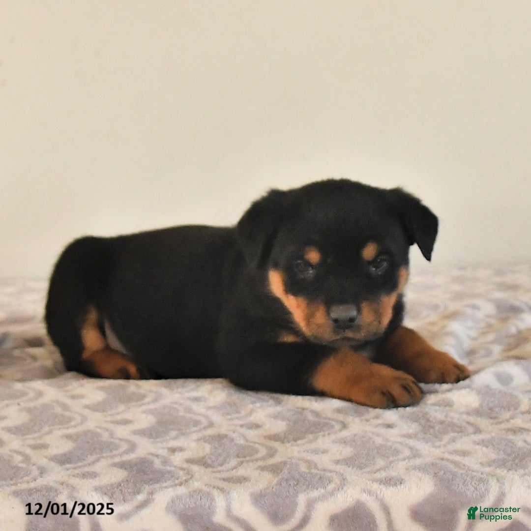 Rottweiler dogs for sale: Nova - Ad 3