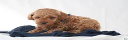 Toy Poodle dogs for sale: Max - Ad 11