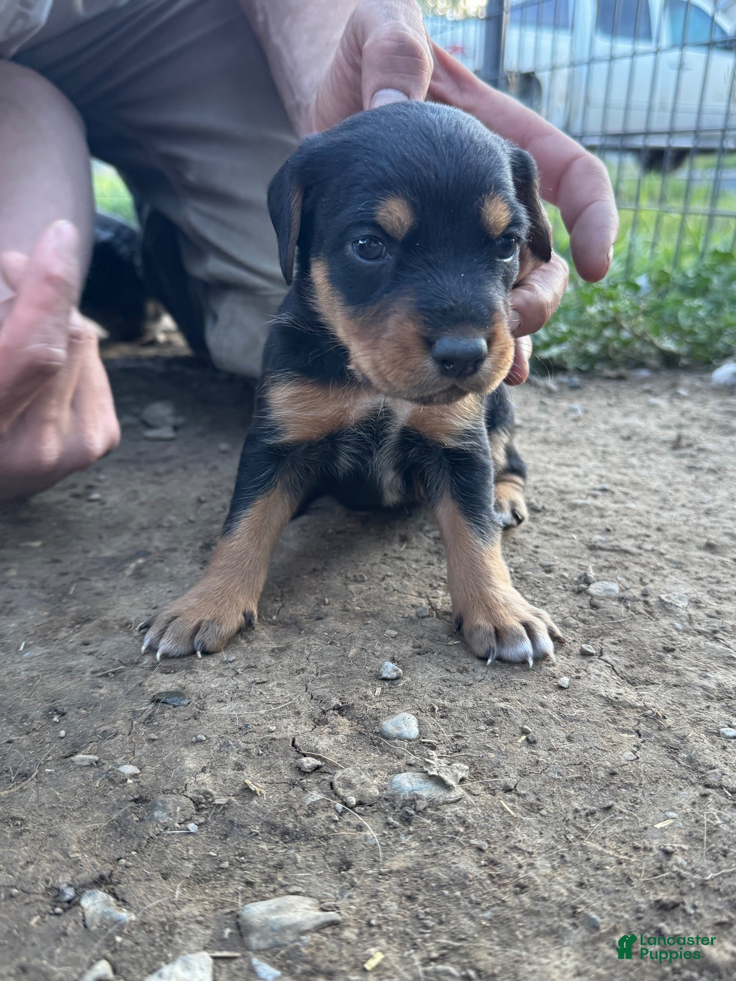 Mixed Breed dogs for sale: Hound puppy 4 - Ad 19