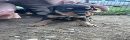 Mixed Breed dogs for sale: Hound puppy 4 - Ad 1