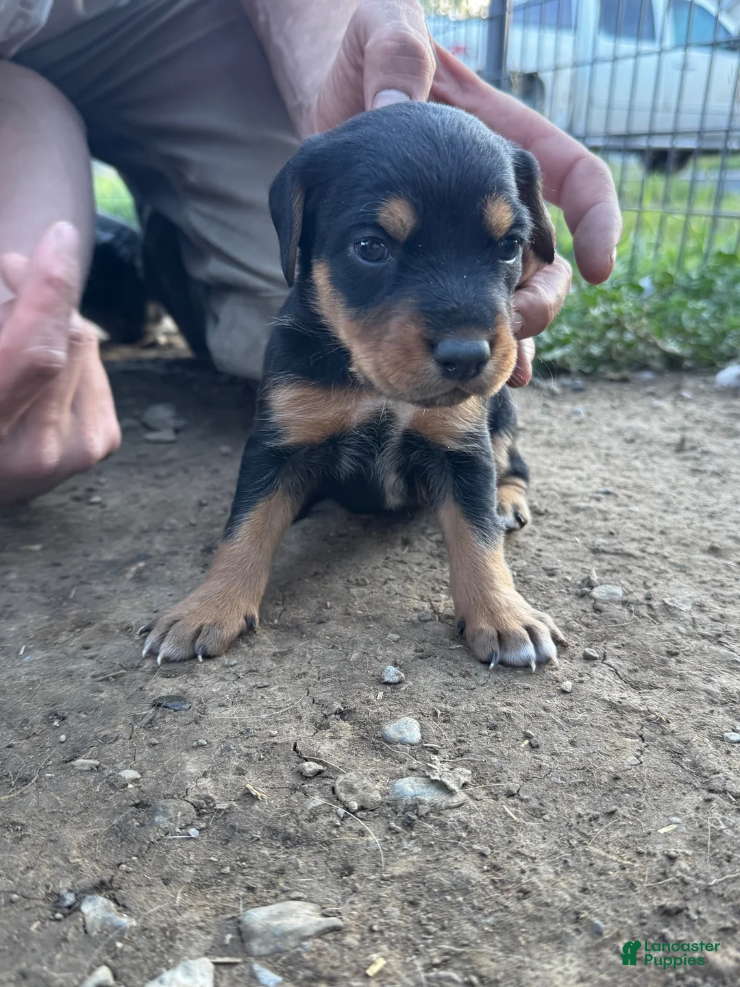 Mixed Breed dogs for sale: Hound puppy 4 - Ad 1