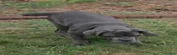 Neapolitan Mastiff dogs for sale: Annabelle  - Ad 1