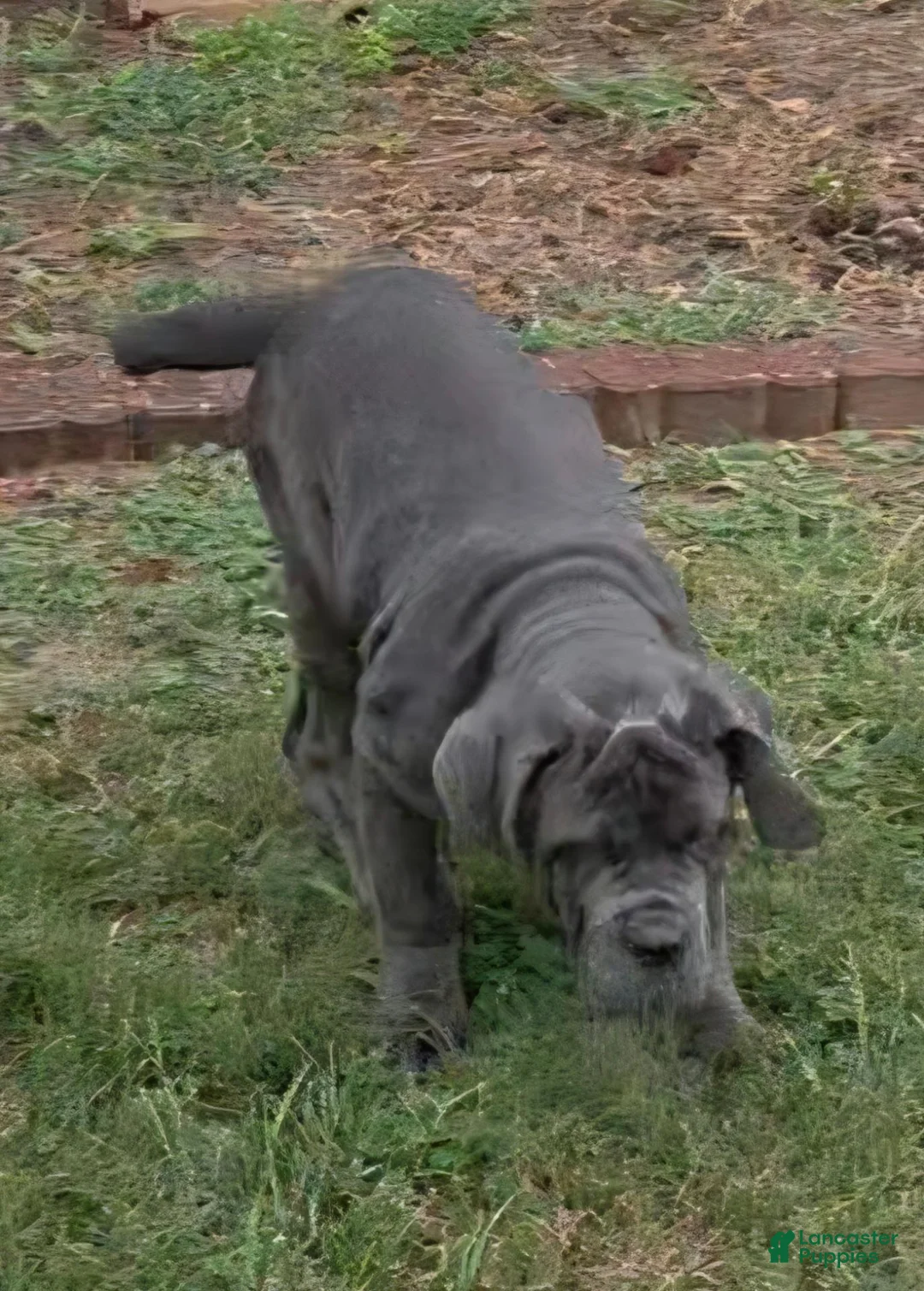 Neapolitan Mastiff dogs for sale: Annabelle  - Ad 1
