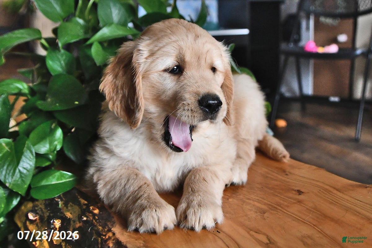 Mixed Breed dogs Toddie - Ad 2
