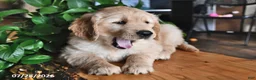 Mixed Breed dogs for sale: Toddie - Ad 2