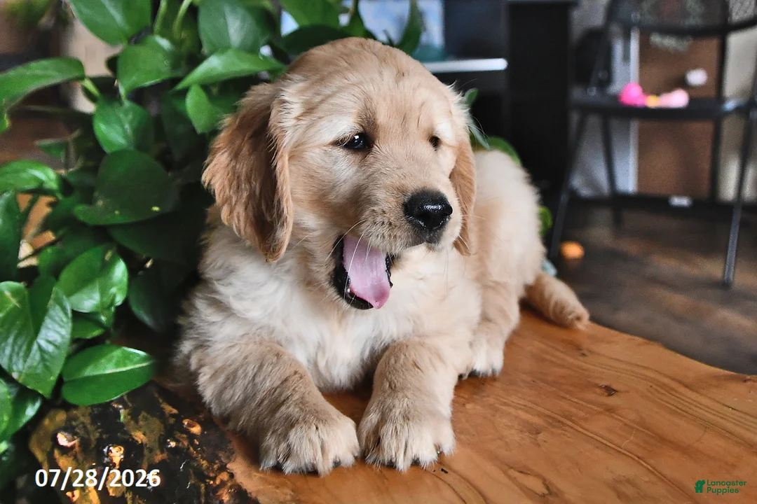 Mixed Breed dogs for sale: Toddie - Ad 2