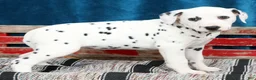Dalmatian dogs for sale: Ollie - Ad 3