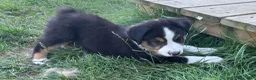 Miniature Australian Shepherd dogs for sale: Miniature Australian Shepherd Puppy 5 - Ad 5