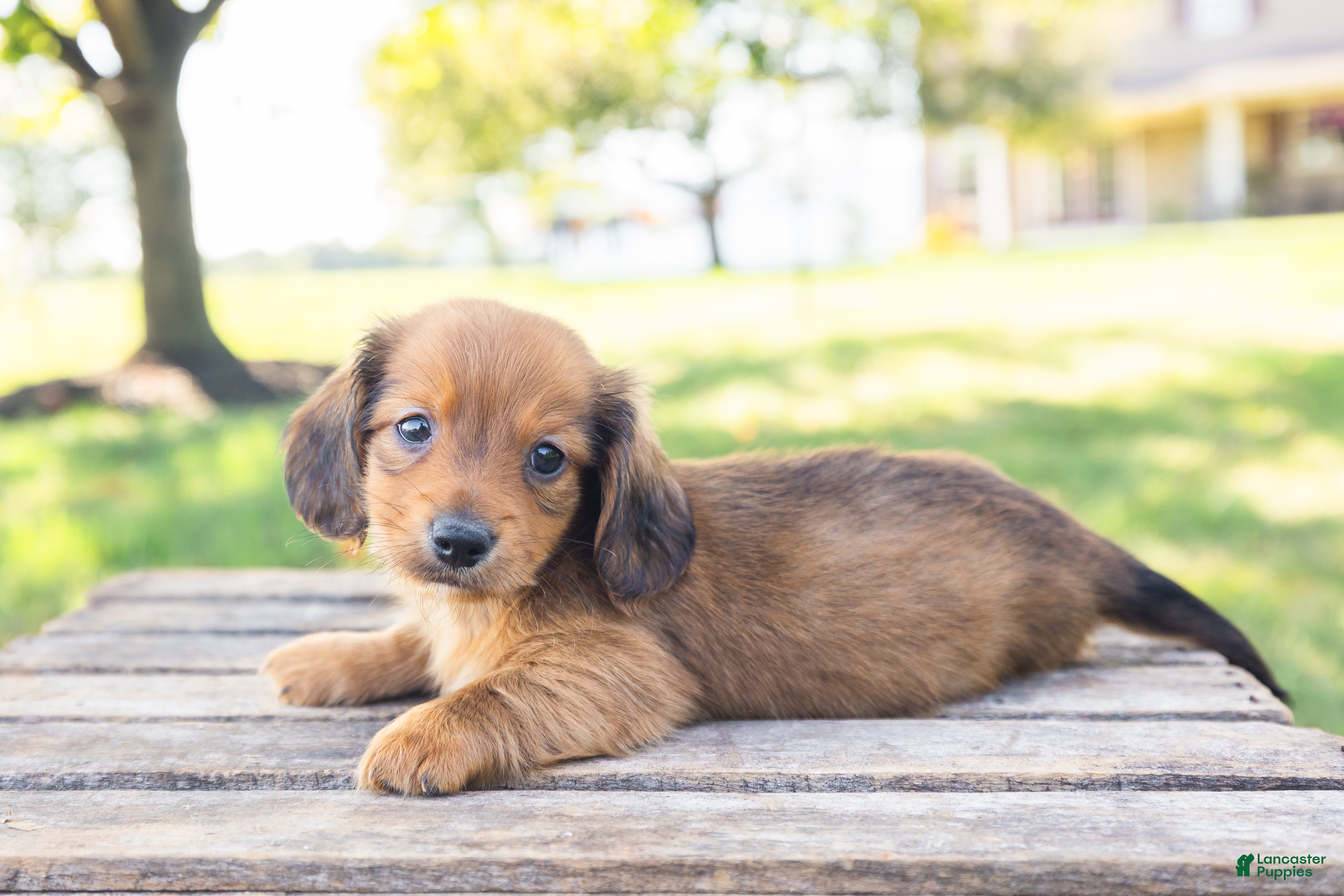 Miniature Dachshund dogs Peanut - Ad 2