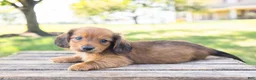Miniature Dachshund dogs for sale: Peanut - Ad 2