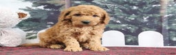 Mini Goldendoodle dogs for sale: Lindsey - Ad 4