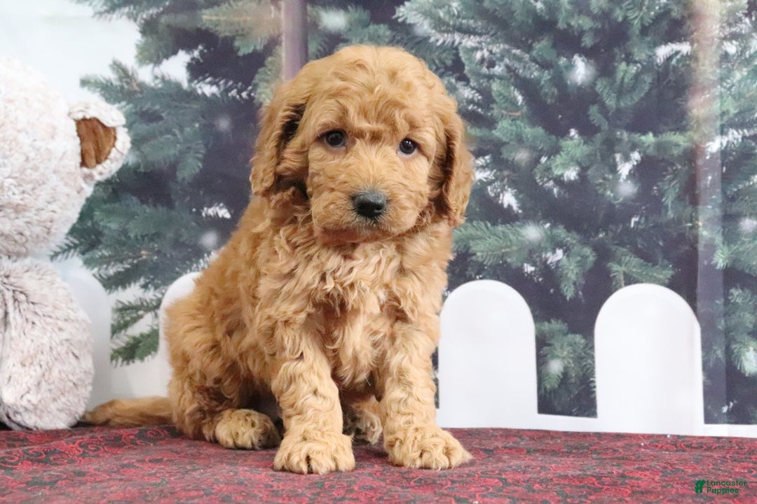 Mini Goldendoodle dogs for sale: Lindsey - Ad 4