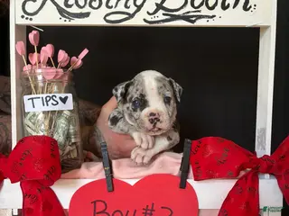 Olde English Bulldogge dogs Olde English Bulldogge Puppy 3 - Ad 21