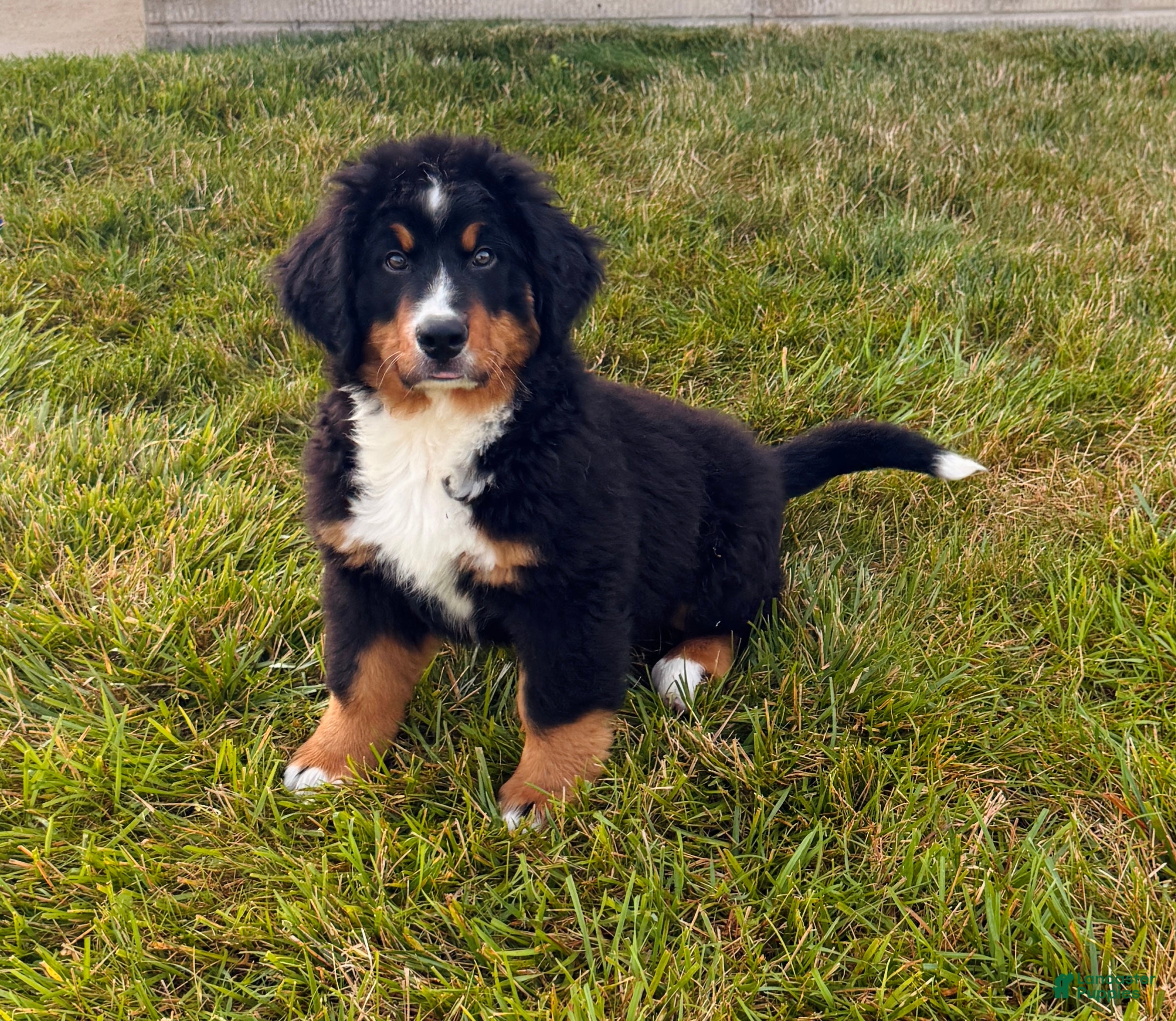 Bernese Mountain Dog dogs Ryder - Ad 1
