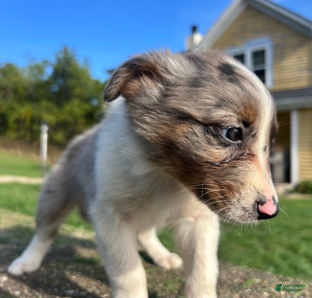 Australian Shepherd dogs for sale: Ruth - Ad 7