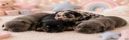 French Bulldog dogs for sale: Dolly - Ad 5