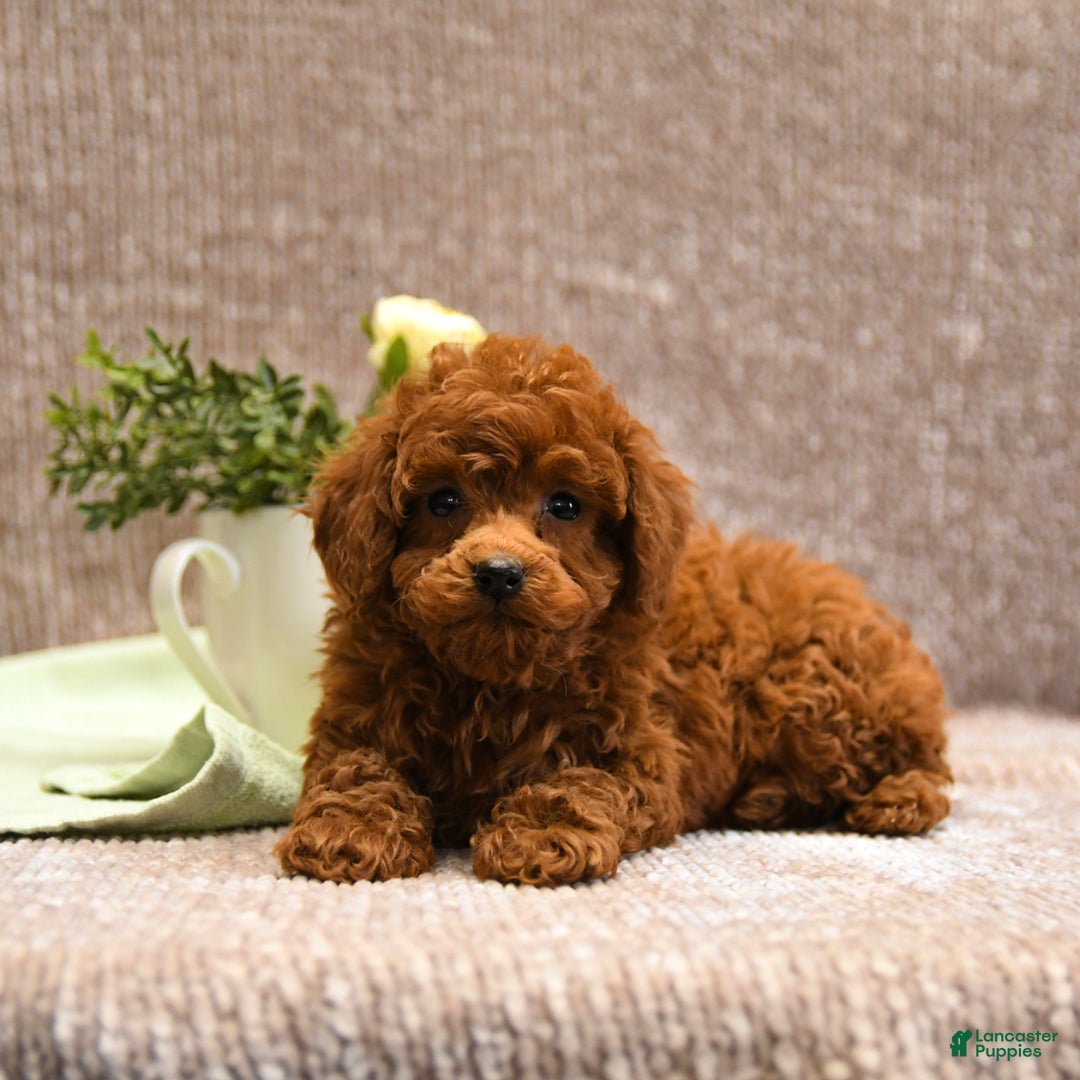 Toy Poodle dogs for sale: Lucky - Ad 3