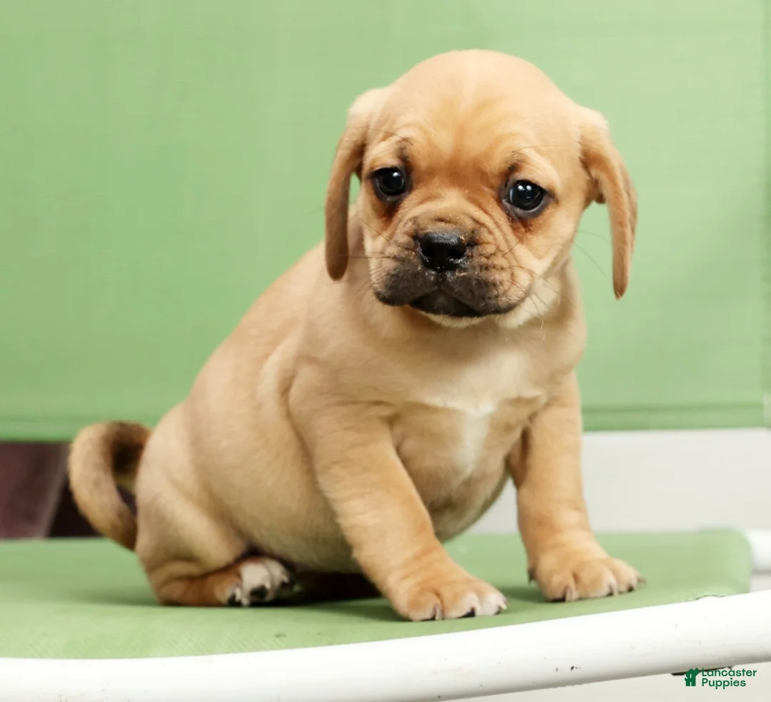 Puggle dogs for sale: Sophie - Ad 6