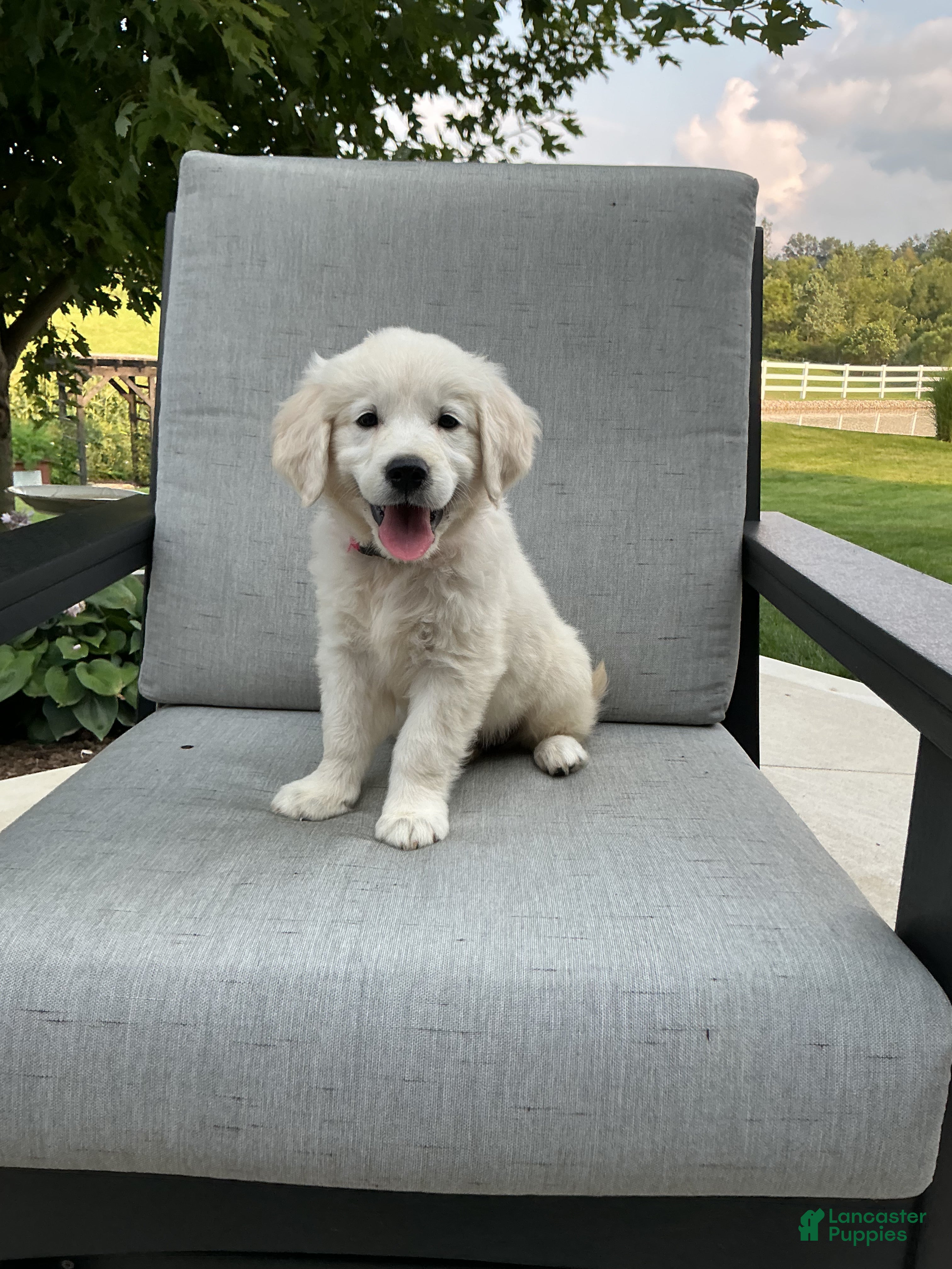 Golden Retriever dogs Amber  - Ad 1