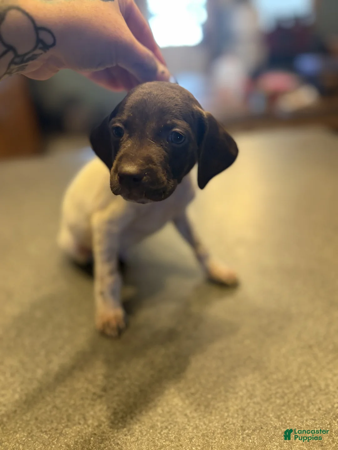 German Shorthaired Pointer dogs for sale: Downy - Ad 1