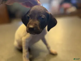 German Shorthaired Pointer dogs Downy - Ad 1