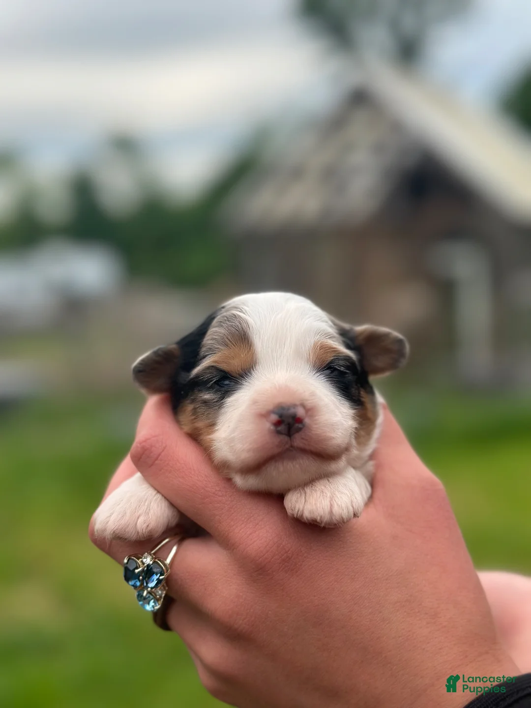 Aussiedoodle dogs for sale: Aussiedoodle Puppy 3 - Ad 2