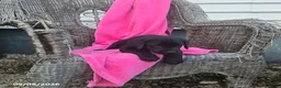 Labrador Retriever dogs for sale: Mindy - Ad 3