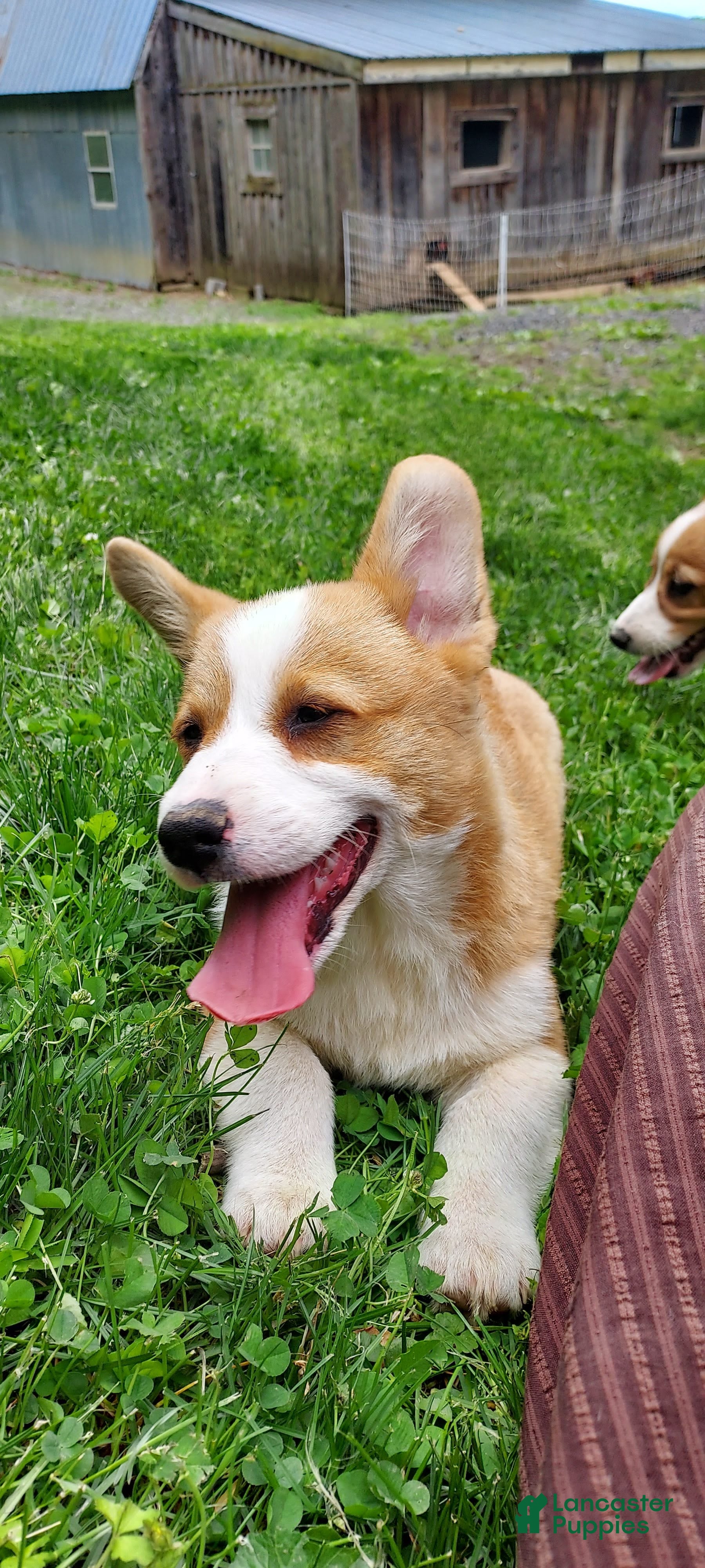 Welsh Corgi Pembroke dogs Bennett  - Ad 1
