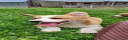 Welsh Corgi Pembroke dogs for sale: Bennett  - Ad 1