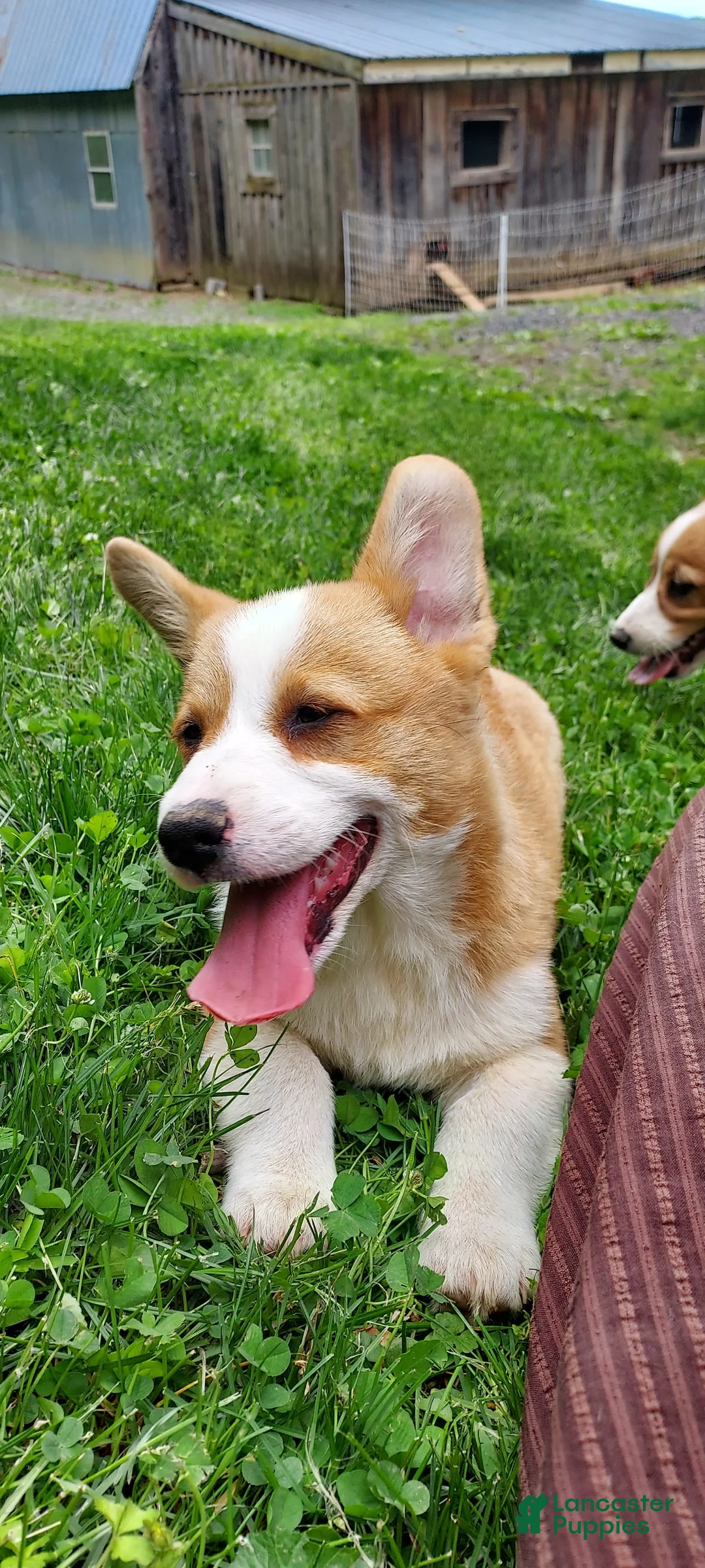 Welsh Corgi Pembroke dogs for sale: Bennett  - Ad 1