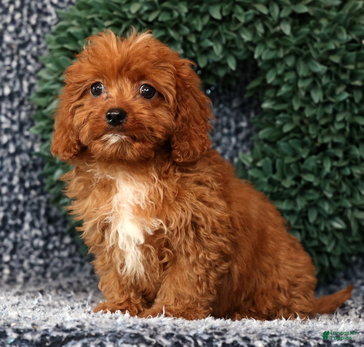 Cavapoo dogs Miles - Ad 1