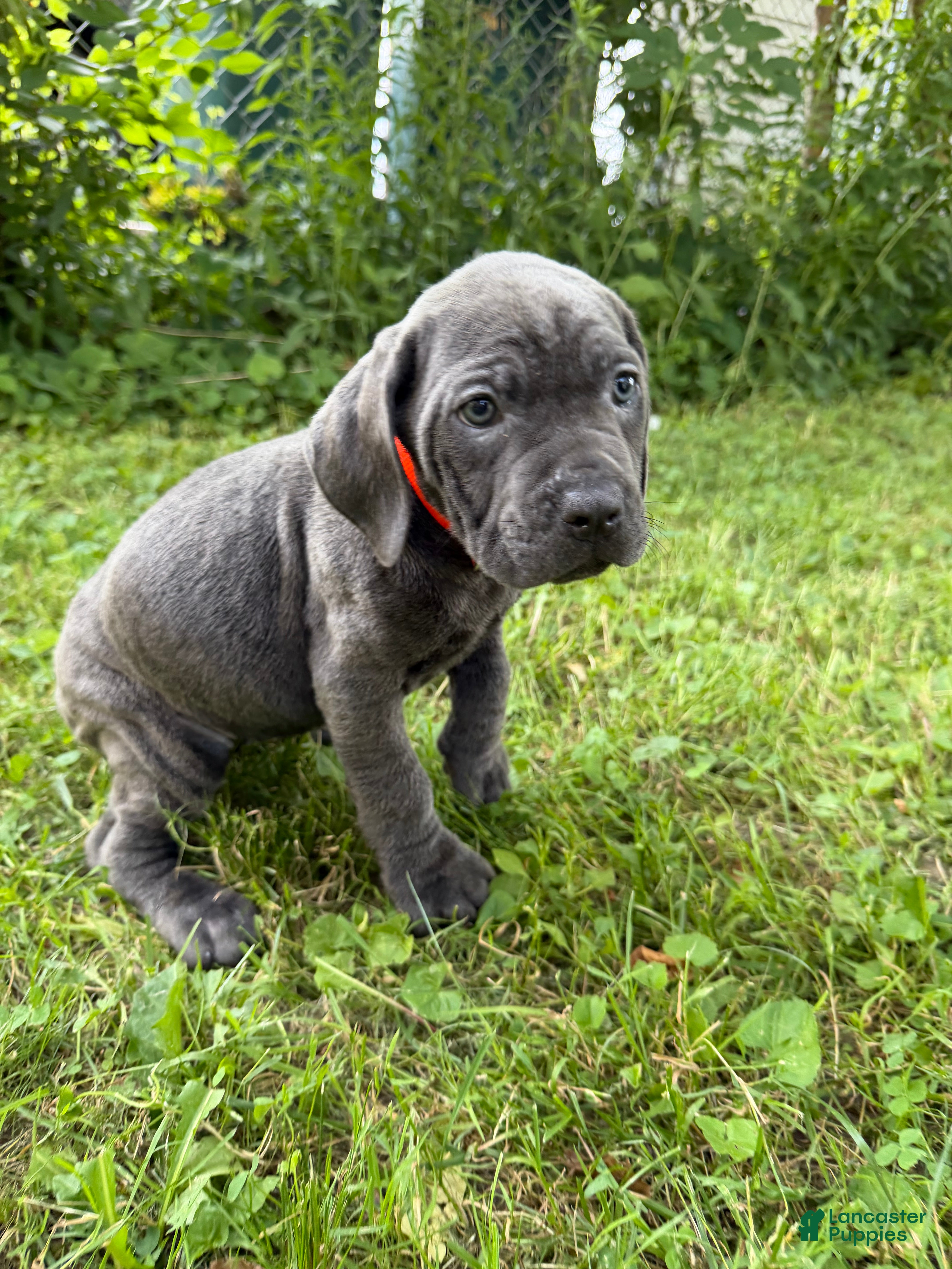 Cane Corso dogs Cane Corso 8 - Ad 2