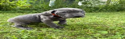 Cane Corso dogs for sale: Cane Corso 8 - Ad 2