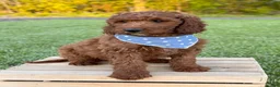 Irish Doodle dogs for sale: Copper - Ad 22