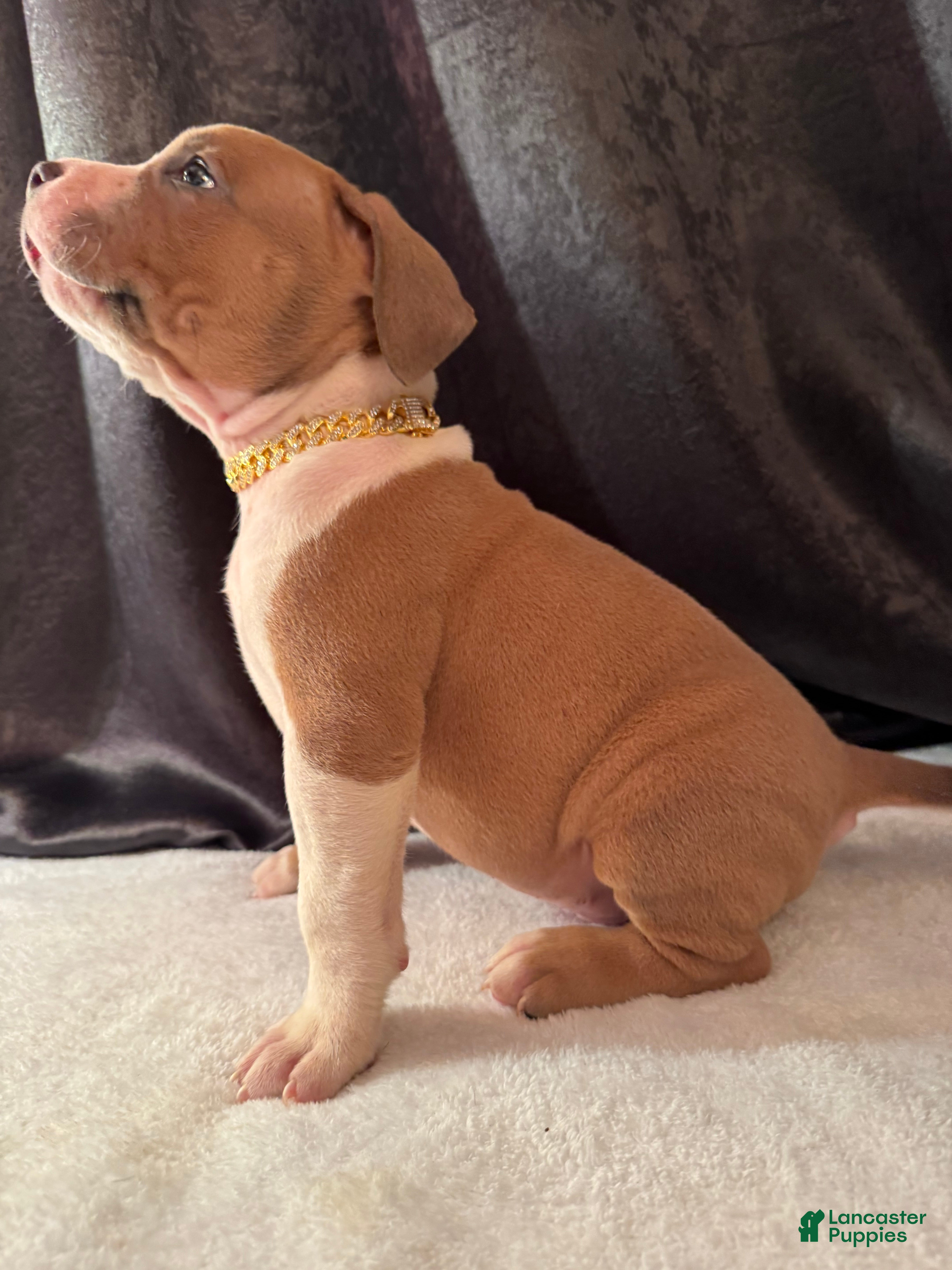 American Bully dogs American Bully Puppy 6 - Ad 2
