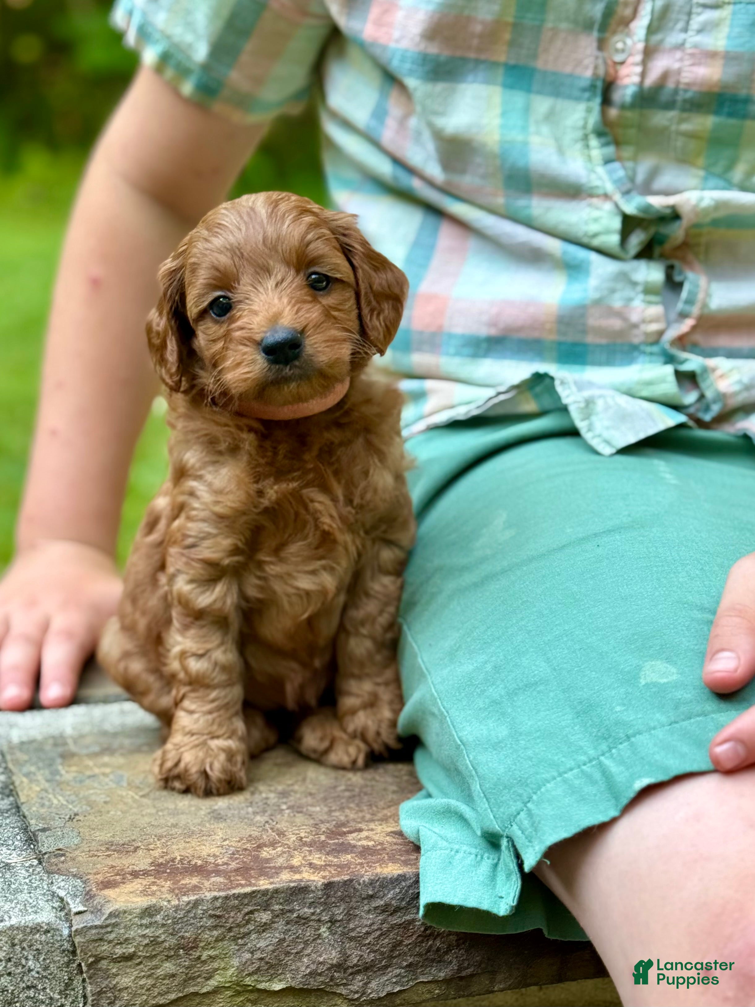 Mini Goldendoodle dogs Minnie - F1b mini girl - Ad 1