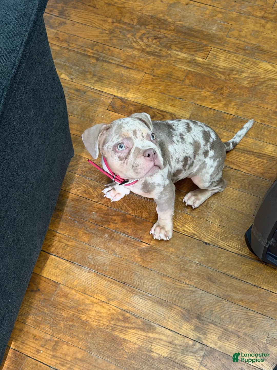 American Bully dogs for sale: American Bully Puppy 2 - Ad 3