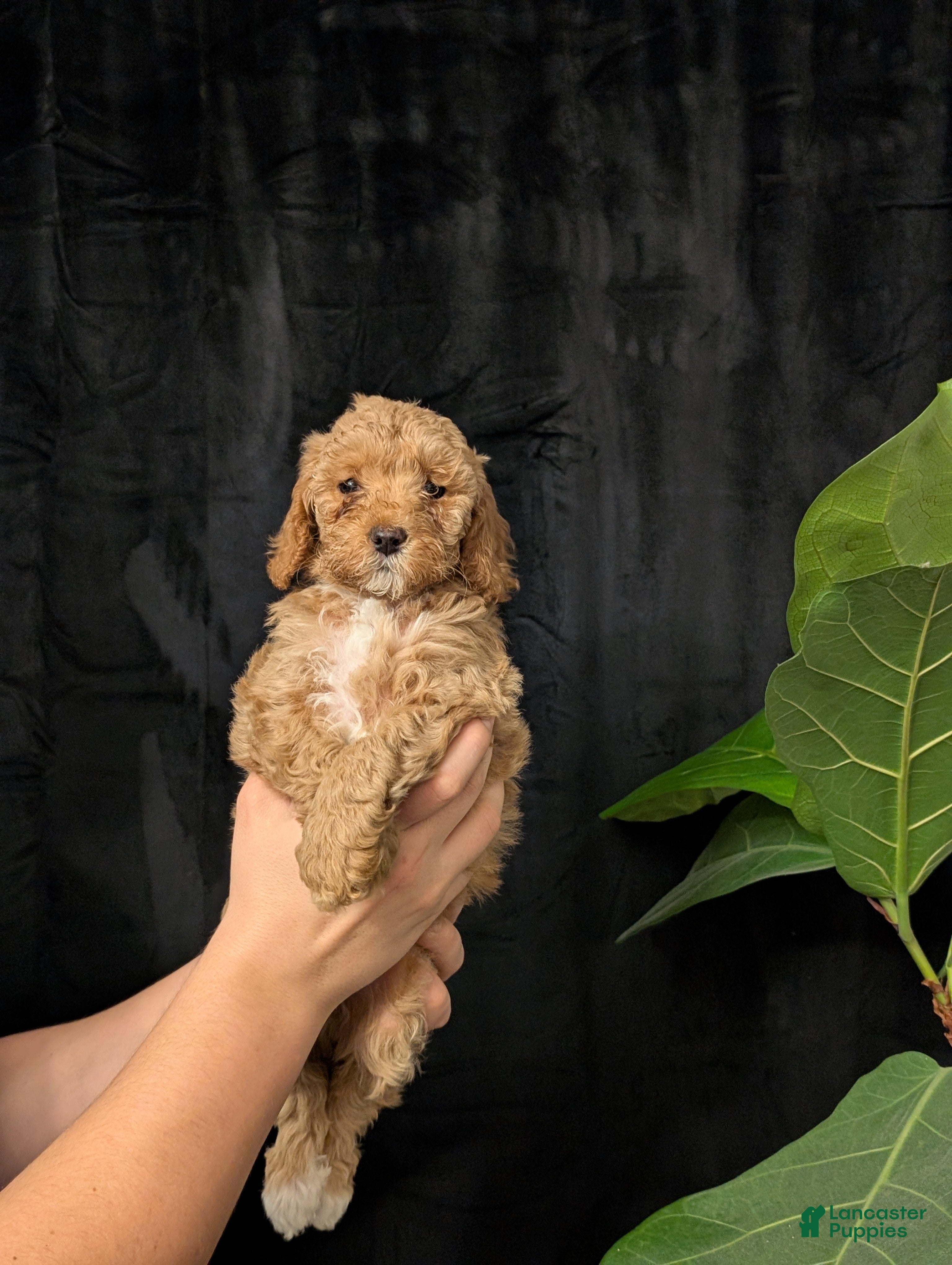 Cavapoo dogs Elsa - Ad 2