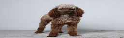 Miniature Poodle dogs for sale: Domino - Ad 8