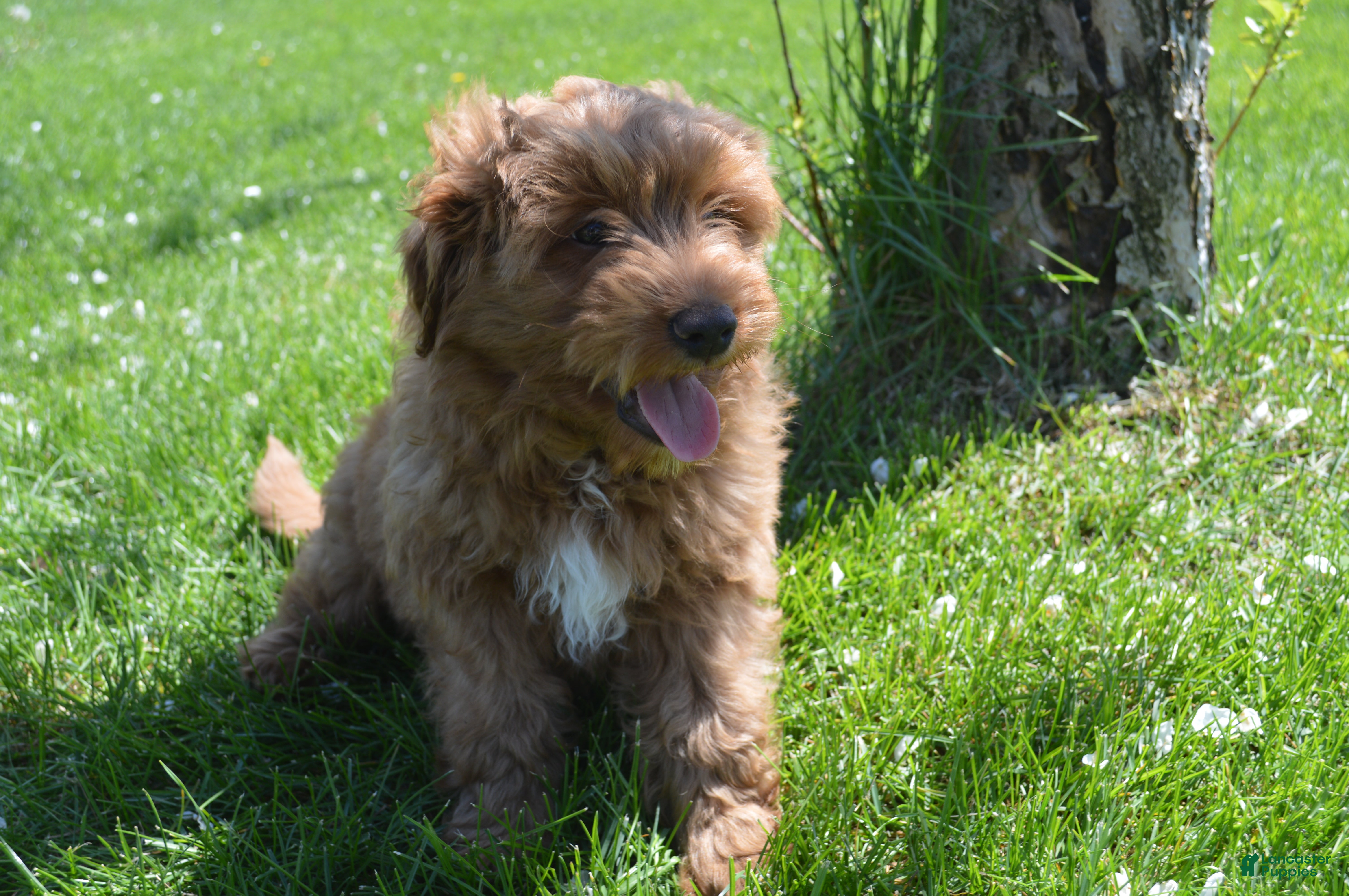 Mini Goldendoodle dogs Shaq - Ad 1