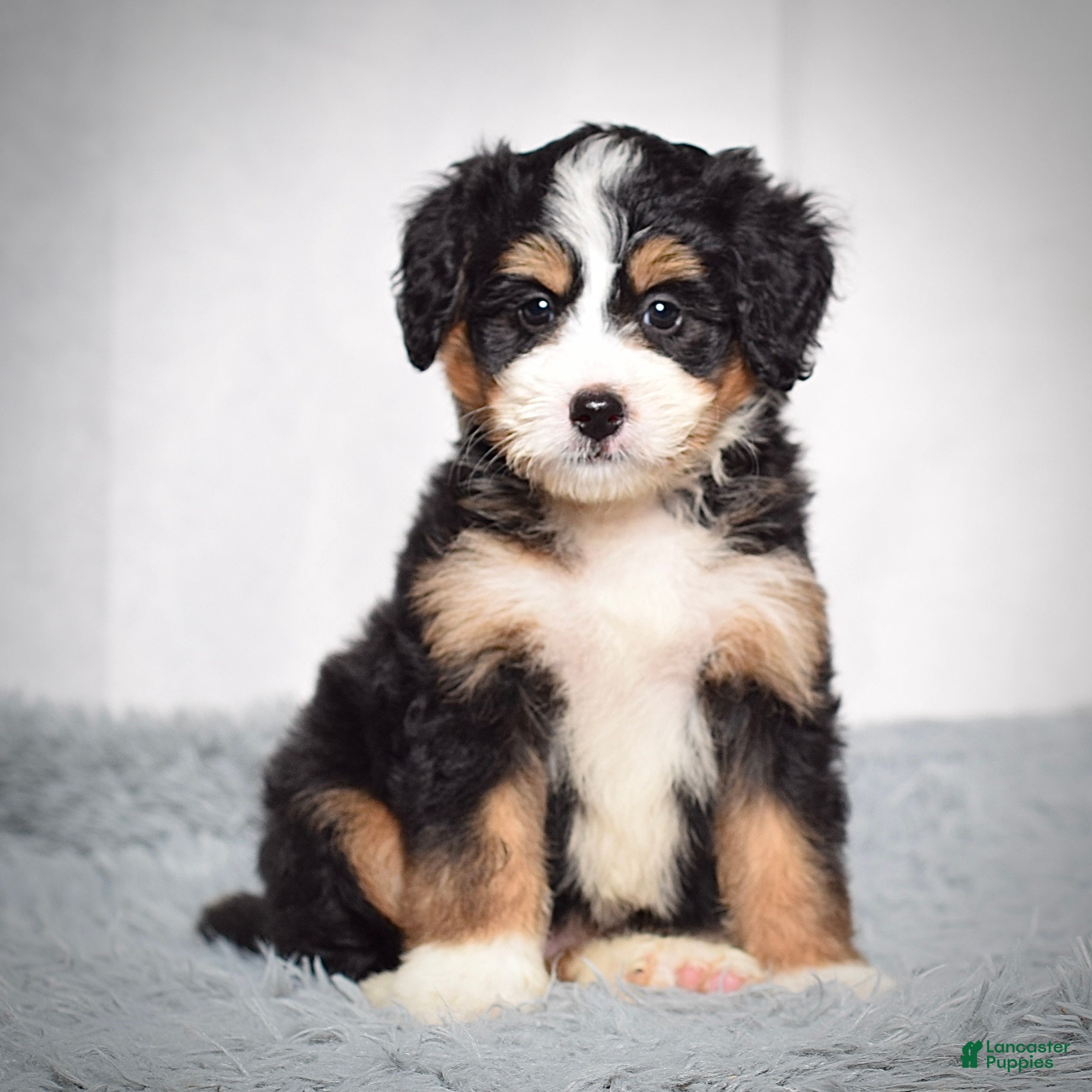 Mini Bernedoodle dogs Beatrice - Ad 1