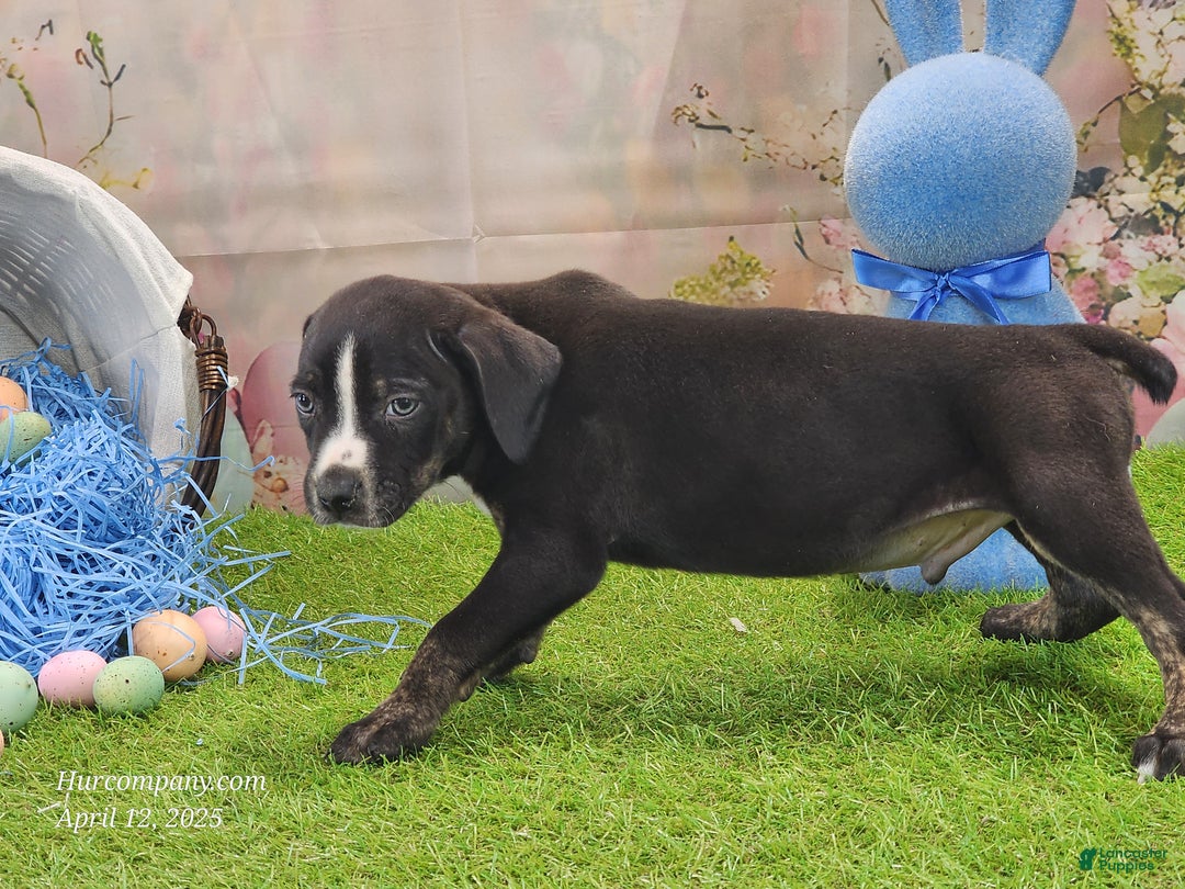 Catahoula Leopard Dog dogs for sale: Juliet 2025 Male 4 - Ad 14