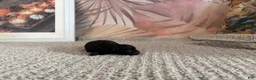 Pomeranian dogs for sale: Loom  - Ad 5